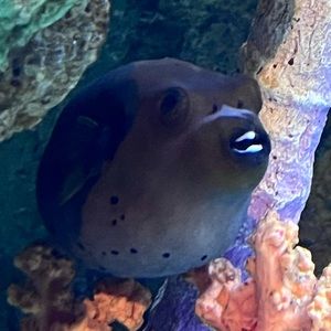 Meet your Posher, Maria